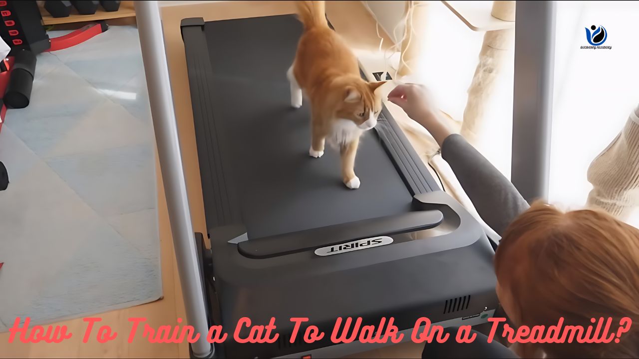 How To Train a Cat To Walk On a Treadmill